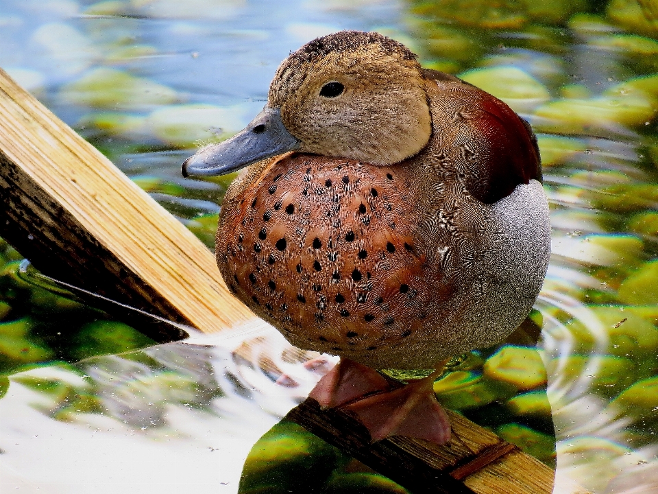 Nature oiseau fleur faune