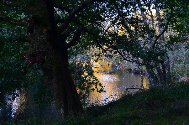 風景 木 水 自然 写真