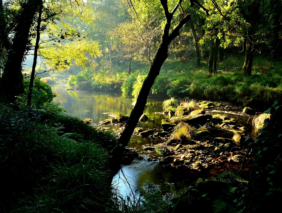 Paesaggio albero acqua natura