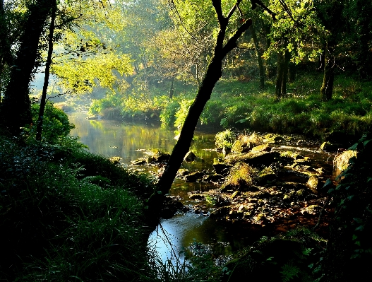 風景 木 水 自然 写真