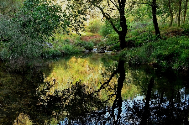 Landscape tree water nature Photo