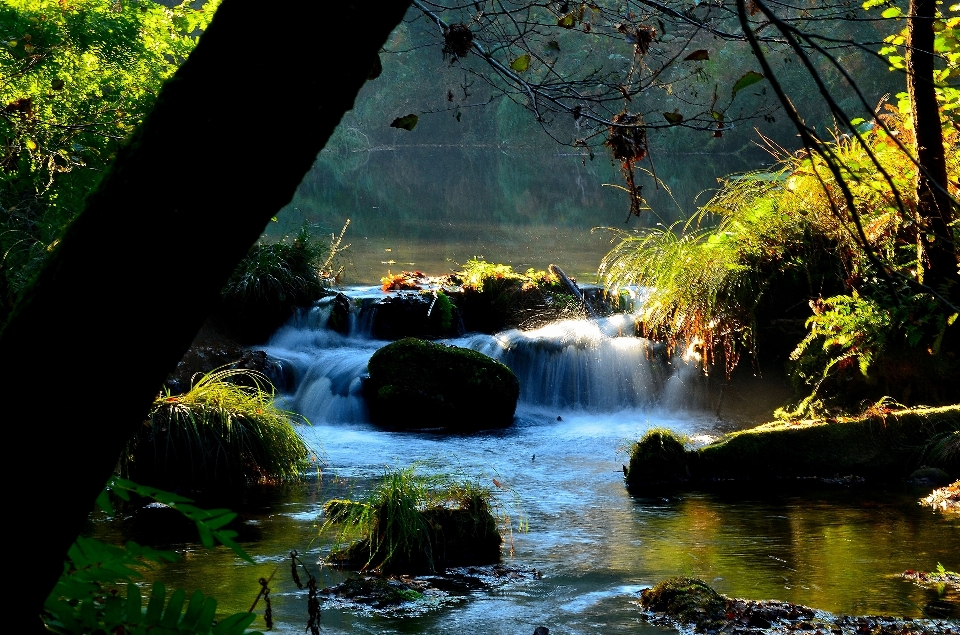 Landscape tree water nature