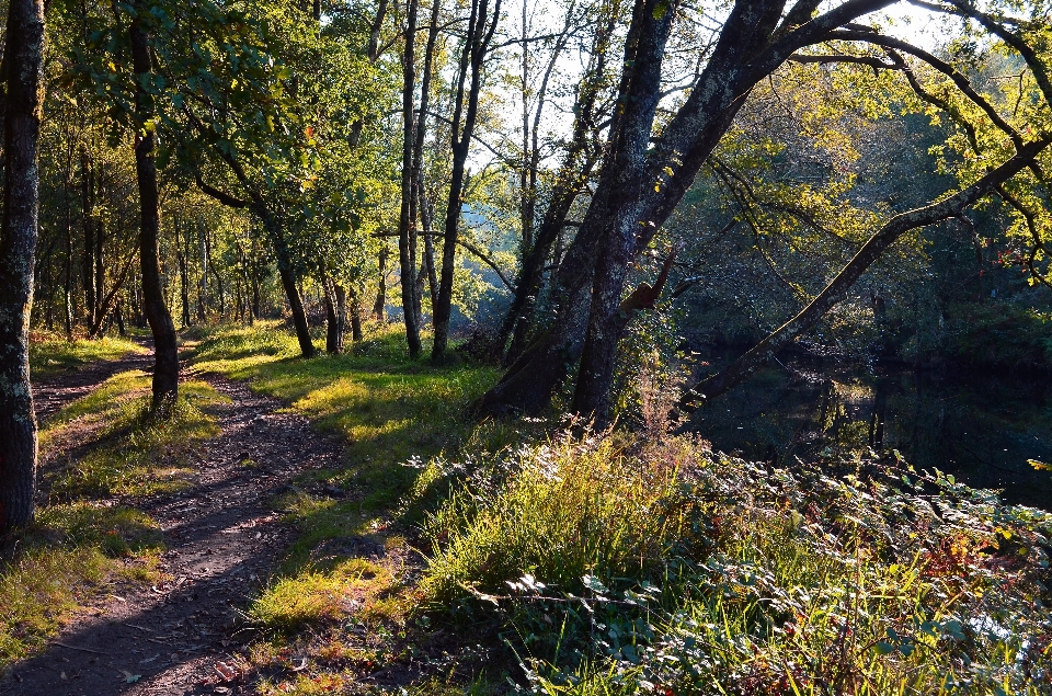 風景 木 自然 森