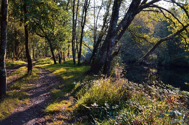 Landscape tree nature forest Photo