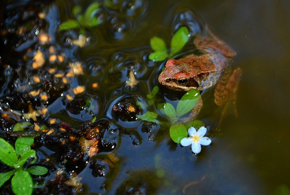 Eau nature feuille fleur