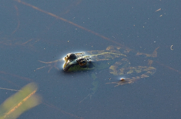 Water reflection macro biology Photo