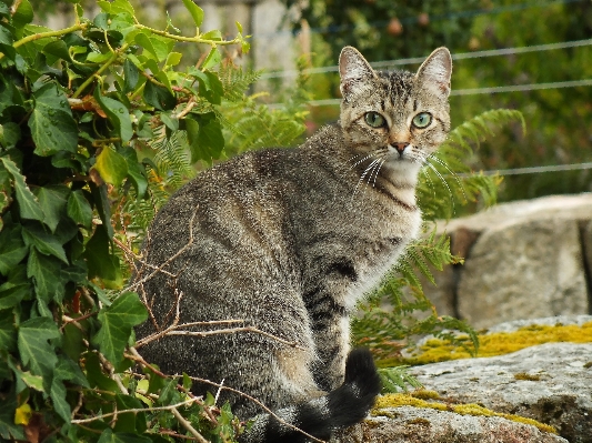 Foto Animais selvagens gato mamífero fauna