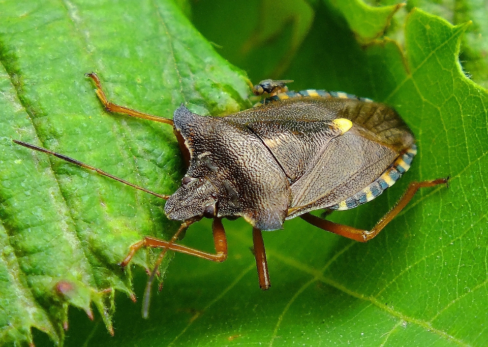 Naturaleza fotografía hoja fauna silvestre