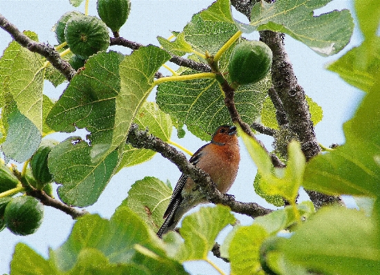 Tree nature branch bird Photo