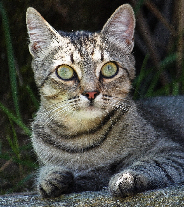 Kedi yavrusu makro memeli