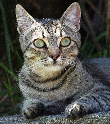 Foto Anak kucing makro mamalia