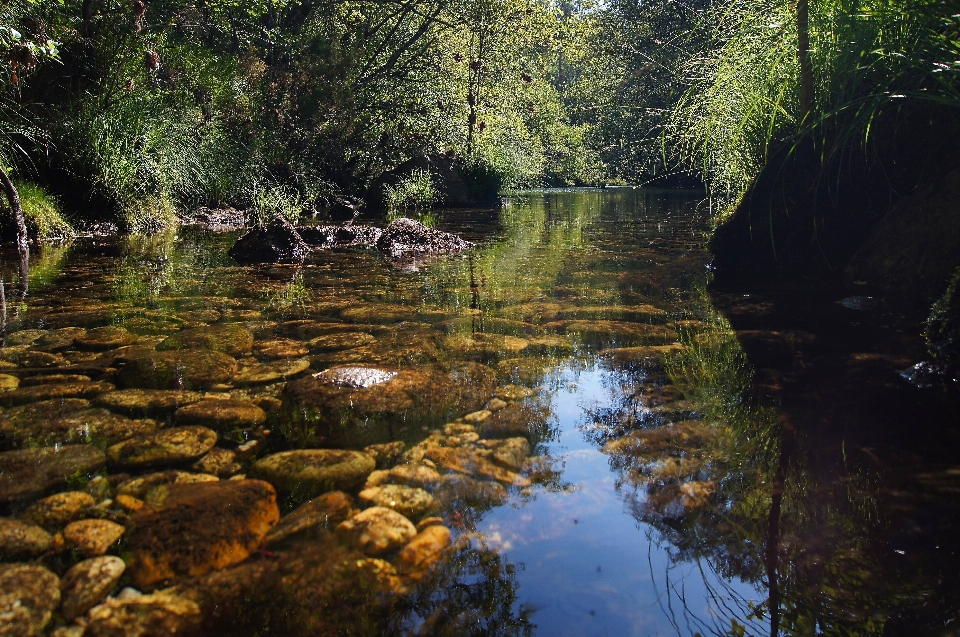 Tree water nature forest