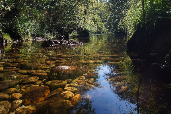 Foto Albero acqua natura foresta