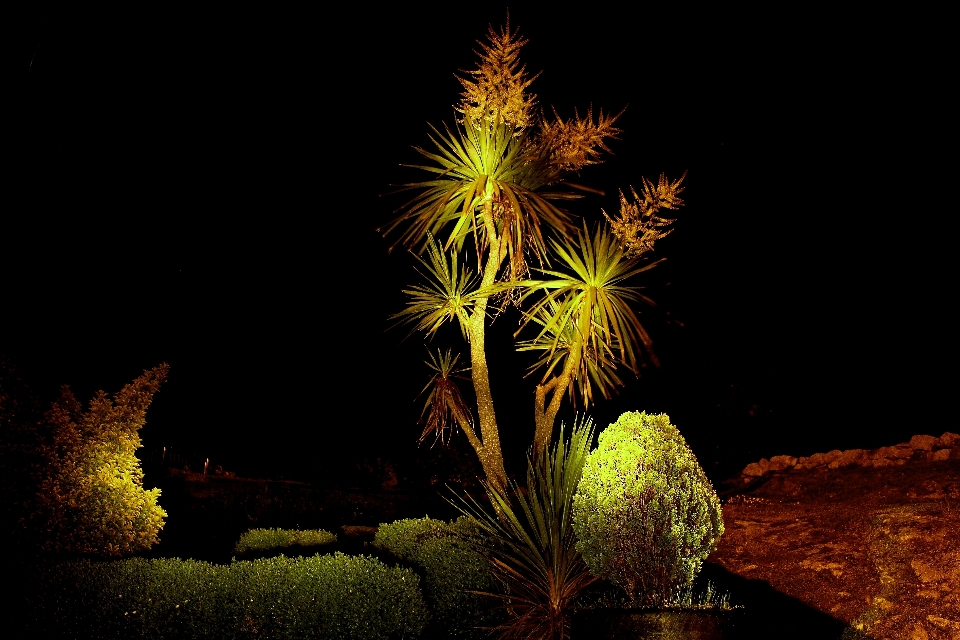 Arbre lumière usine nuit