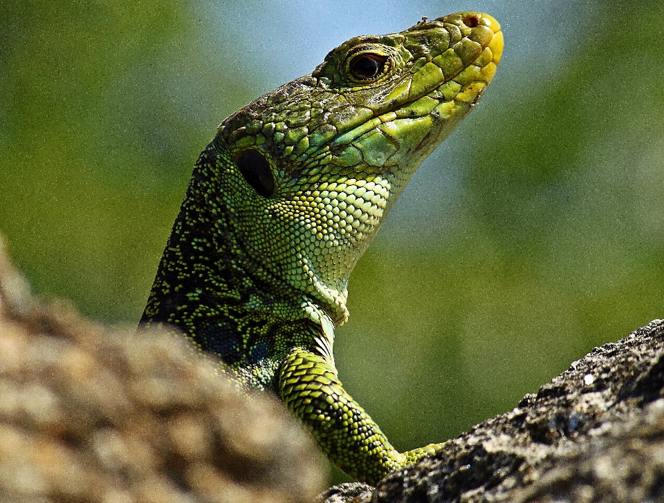 Natura dzikiej przyrody zielony makro