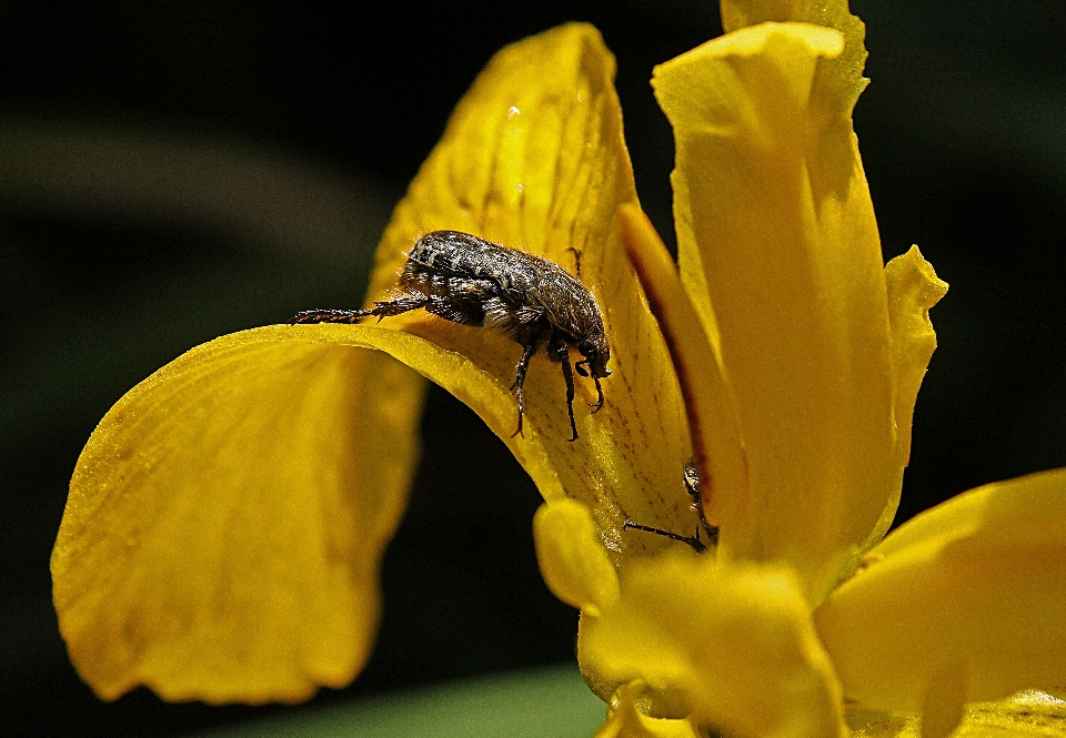 Natureza florescer plantar fotografia