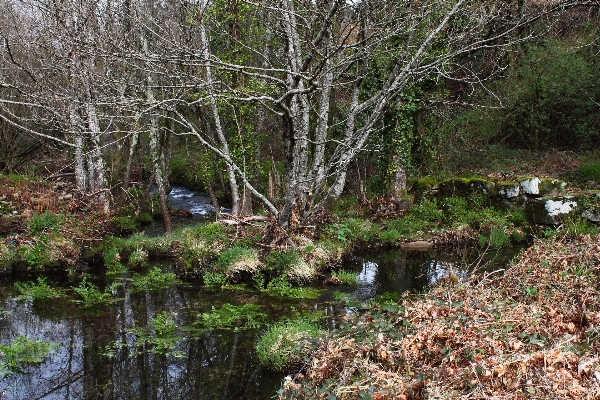 Tree water creek marsh Photo