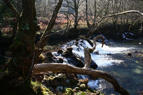 Tree water nature forest Photo