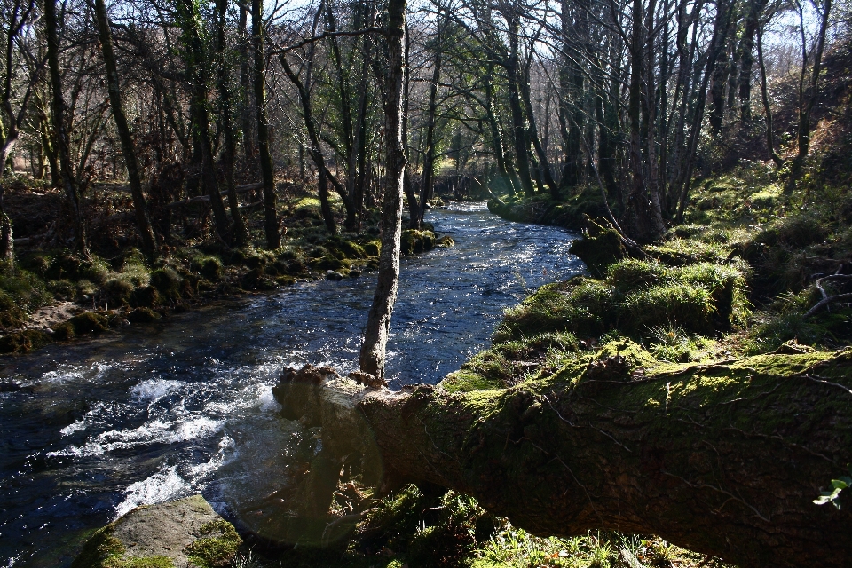 Albero acqua natura foresta