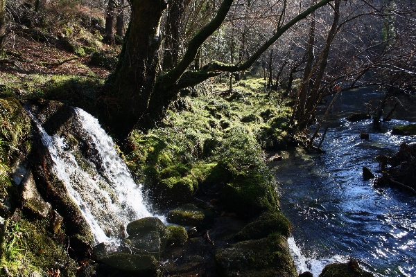 Tree water nature forest Photo