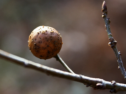 Photo Arbre nature bifurquer usine