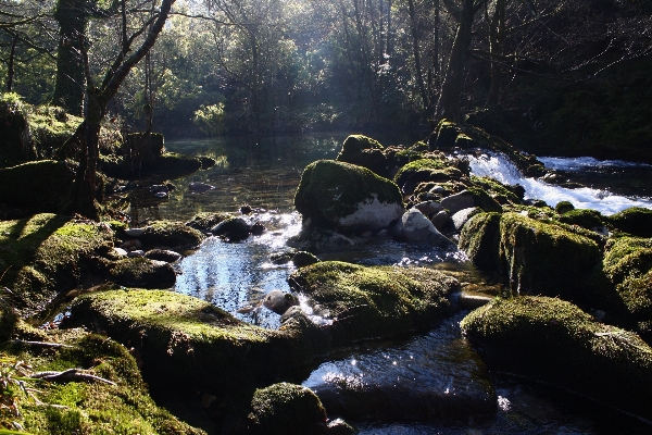 Landscape tree water nature Photo