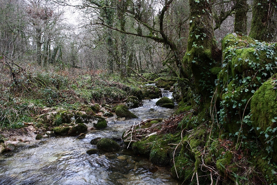 Tree forest creek wilderness