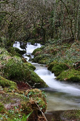 Landscape tree water nature Photo