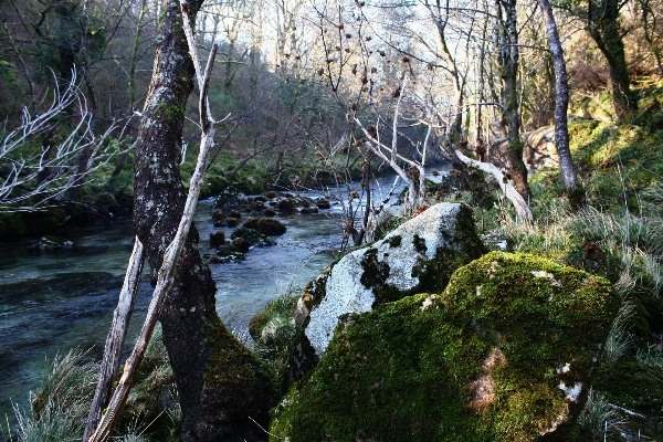 Ağaç su orman rock Fotoğraf