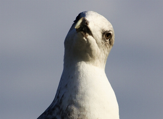 自然 鳥 海鳥
 嘴 写真