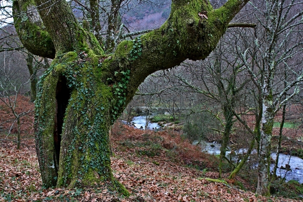 Tree forest branch plant Photo