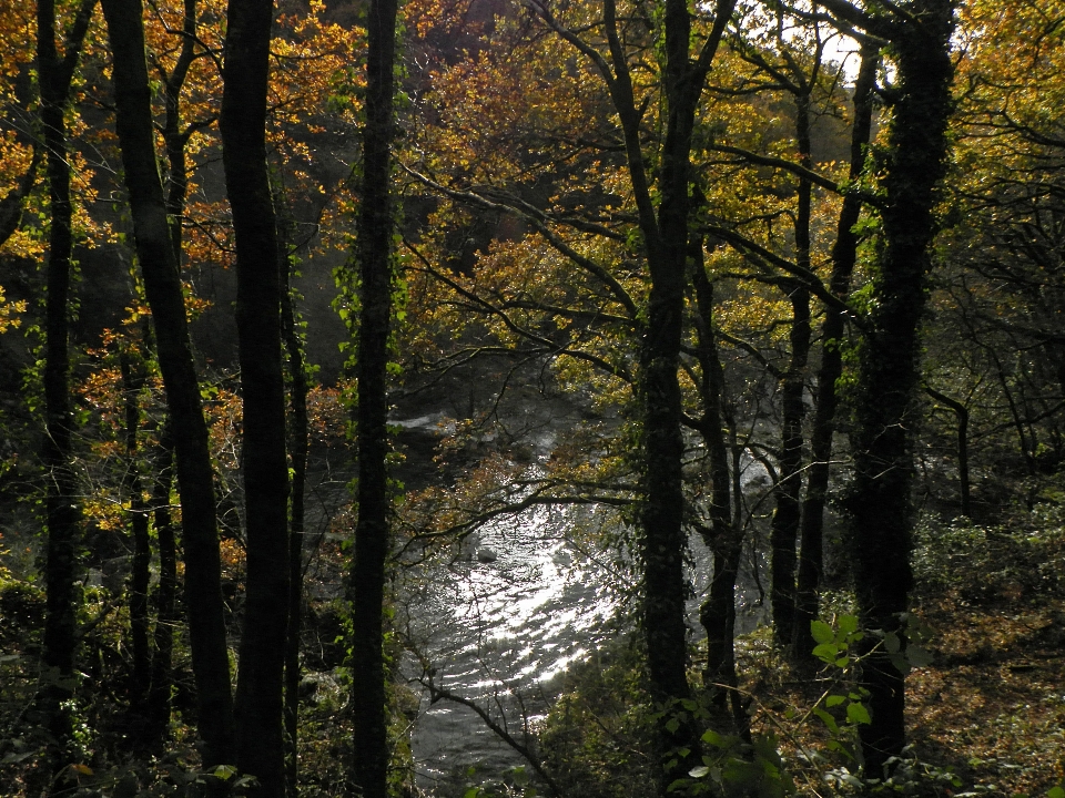 Arbre nature forêt marais