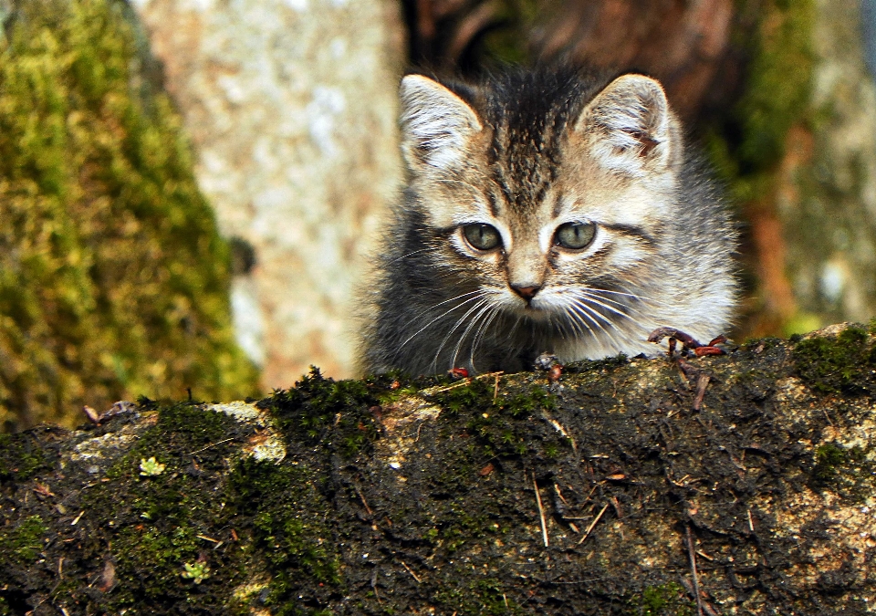 Grass wildlife kitten cat