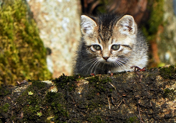 Foto Grama animais selvagens gatinho gato