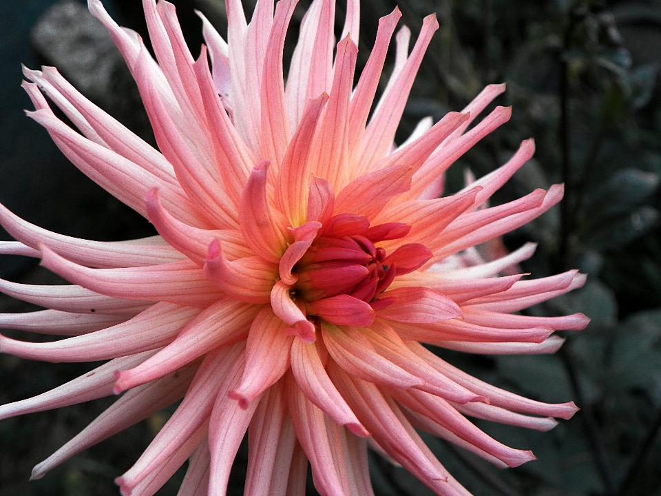 Planta flor pétalo botánica
