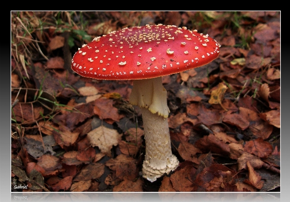 Natur pilz blumen pilz
 Foto