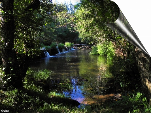 Landscape water forest wilderness Photo