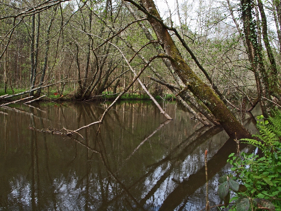 Paesaggio albero acqua natura