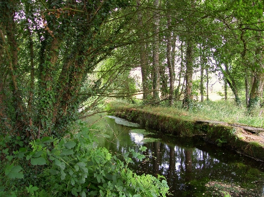 Landscape tree forest swamp Photo