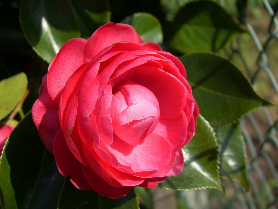 Natura pianta fiore petalo