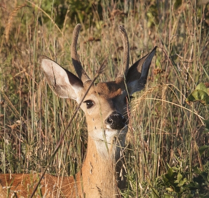 Prairie wildlife deer mammal Photo