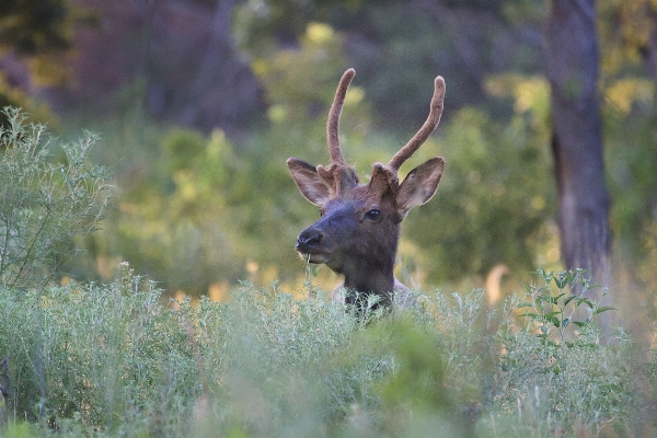 Nature prairie wildlife deer Photo