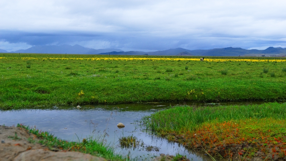 Paysage herbe horizon le marais
