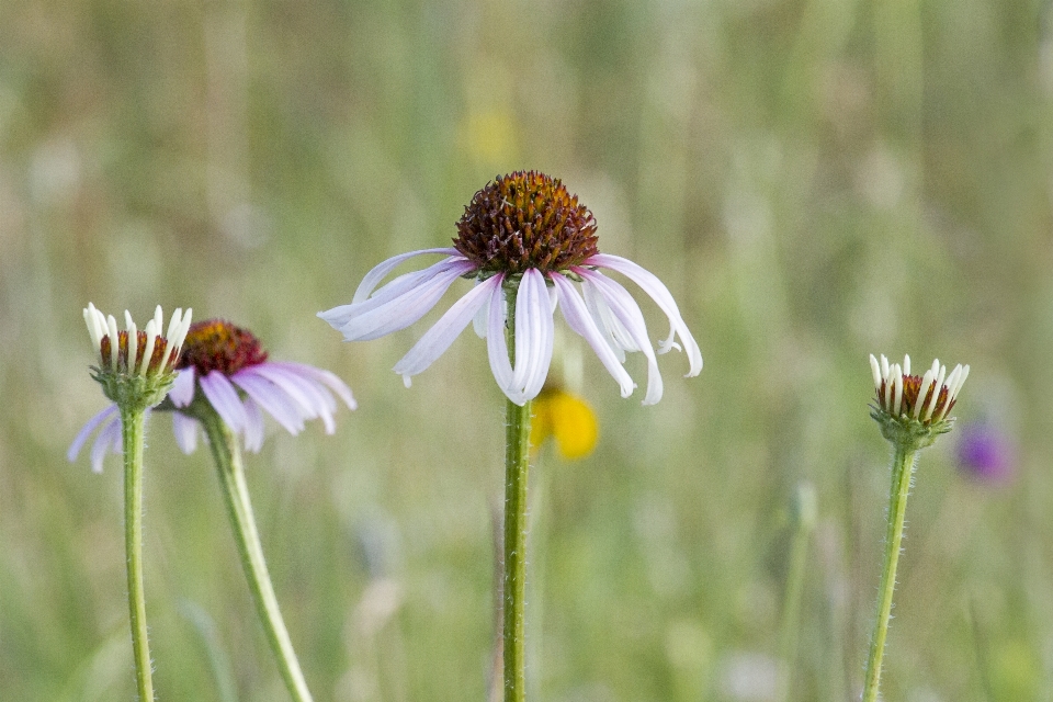 Natura pianta campo prato
