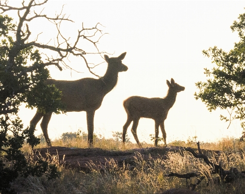 Foto Margasatwa rusa sapi mamalia