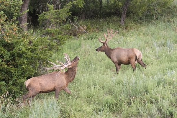 Prairie wildlife deer grazing Photo