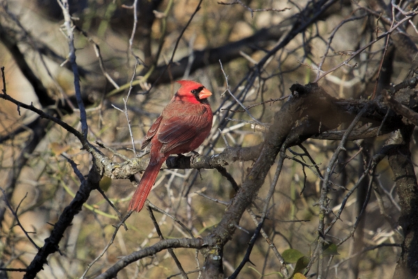 Nature branch bird flower Photo