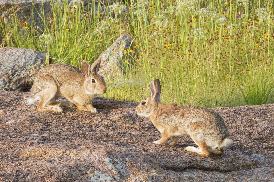 Pradaria
 animais selvagens mamífero fauna