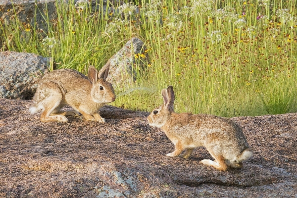 Prairie wildlife mammal fauna Photo