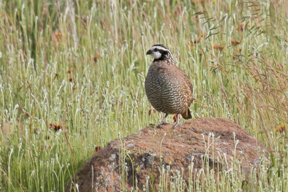 Grass bird prairie wildlife